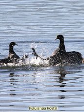 Andean Coot