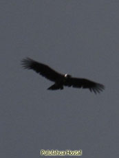 Andean Condor