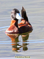 Andean Ruddy-Duck_Oxyura ferruginea