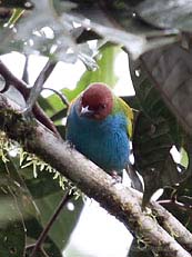 Bay-headed Tanager