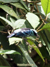 Beryl-spangled Tanager