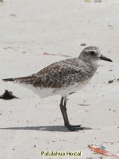 Black-bellied Plover