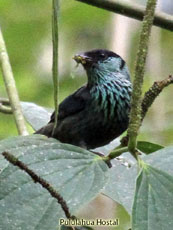 Black-capped Tanager_Tangara heinei