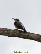 Black-cheeked Woodpecker