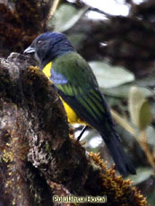 Black-chested Mountain Tanager