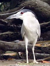 Black-crowned Night Heron