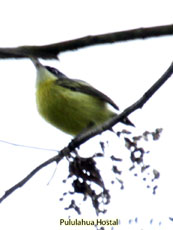 Black-headed Todyflycatcher