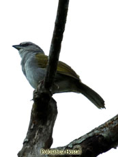 Black-striped Sparrow