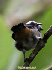 Black-winged Saltator