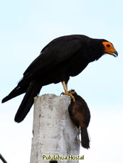 Black Caracara 