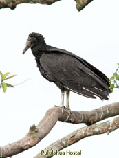 Black Vulture