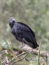 Black Vulture_Coragyps atratus