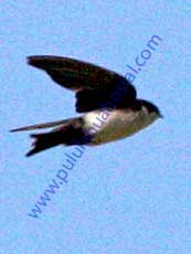 Blue-and-white Swallow