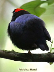 Blue-backed Manakin