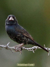 Blue-balck-Grassquit_Volatinia-jacarina