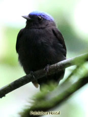 Blue-crowned Manakin