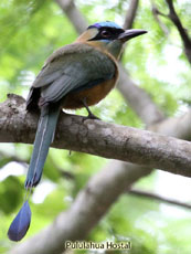 Blue-crowned Motmot