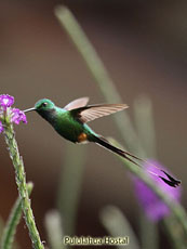 Booted Racket-tail