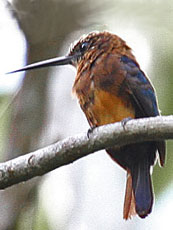 Brown-Jacamar