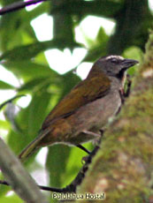 Buff-throated Saltador