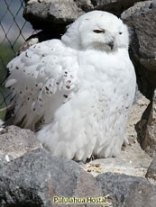 Snowy Owl