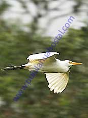 Cattle-Egret