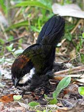 Chestnut-capped  Brush Finch