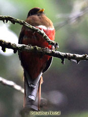 Collared Trogon