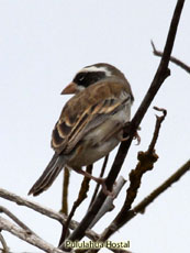 Collared-warbling Finch Female