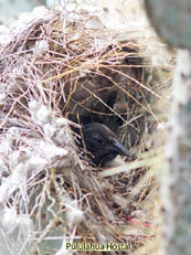 Cactus-Finch_Geospiza scandens