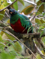 Crested Quetzal