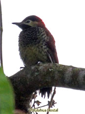 Crimson-mantled Woodpecker