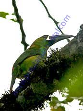 Crimson-rumped-Toucanet