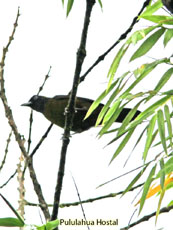 Dusky-faced Tanager