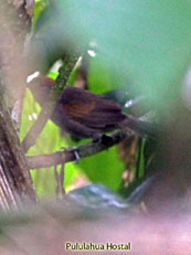 Dusky Spinetail_Synallaxis moesta