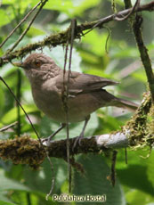 Ecuadorian Thrush