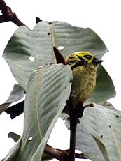 Emerald Tanager