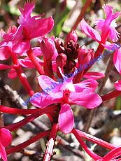 Epidendrum cochilium