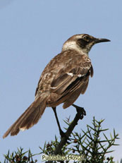 Galapagos Mockingbird