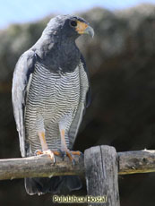 Barred Hawk