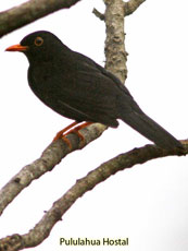 Glossy-black Thrush