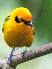 Golden-Tanager