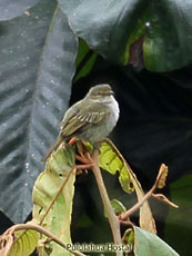 Golden-faced Tiranulet