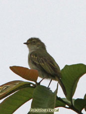 Golden-faced Tyrannulet