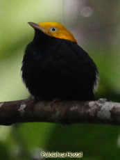 Golden-headed Manakin