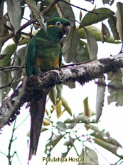 Golden-plumed Parakeet_Leptosittaca branickii