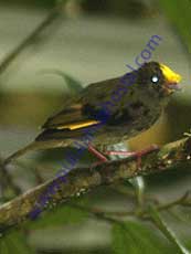 Golden-winged-Manaking