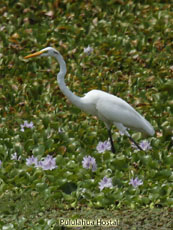 Great Egret