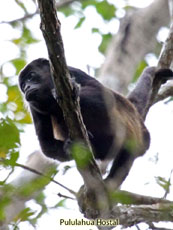 Howler Monkey