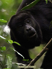 Howler Monkey